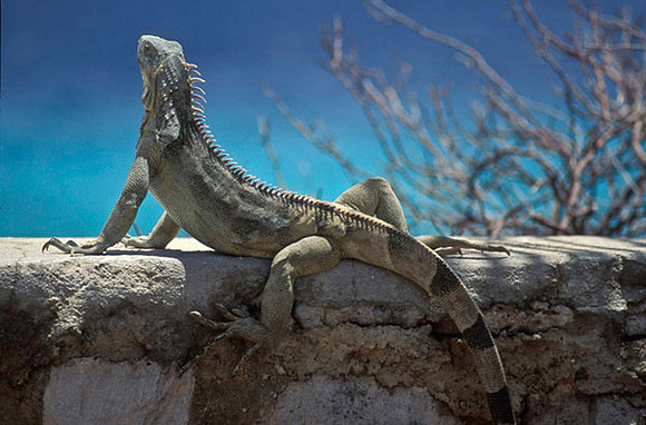 Lounging Lizard