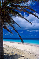 Pink Beach Palm