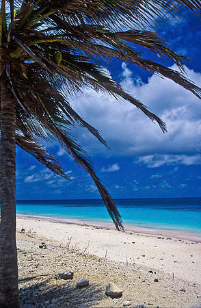 Pink Beach Palm