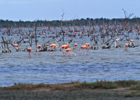 Flamingo Forest