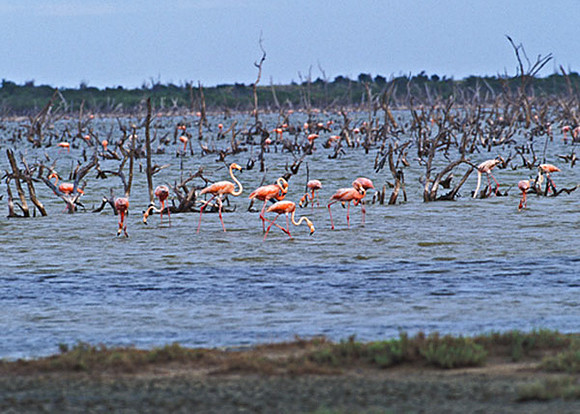 Flamingo Forest