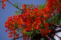 Bonaire Bouquet