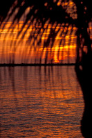 Palm Sunset