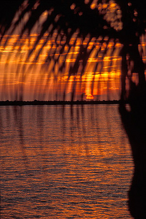 Palm Sunset