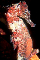 Sea Horse Up Close
