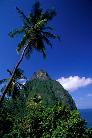 Palm & Pitons
