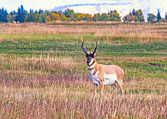 Pronghorn Presence