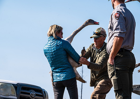 Swan Release Volunteers