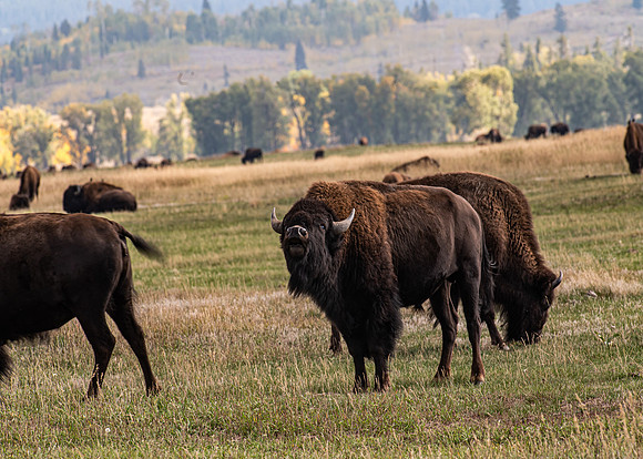 A Bison Greeting