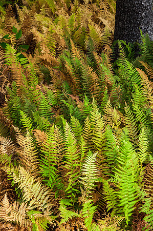 Fall Fern Transitions