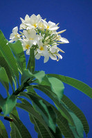 Cayman Flower