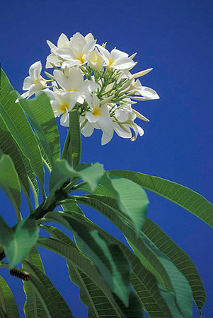 Cayman Flower