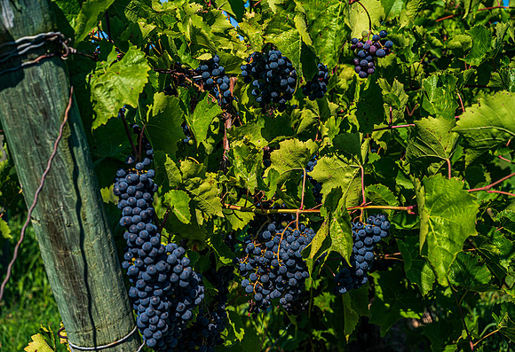 Winery Grapes 1
