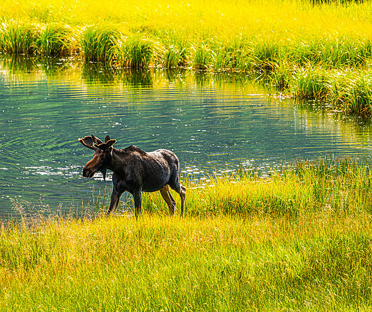 Bull Moose Moving On