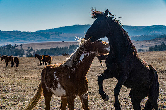 Horse Play 2
