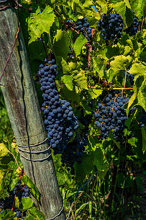 Winery Grapes 2