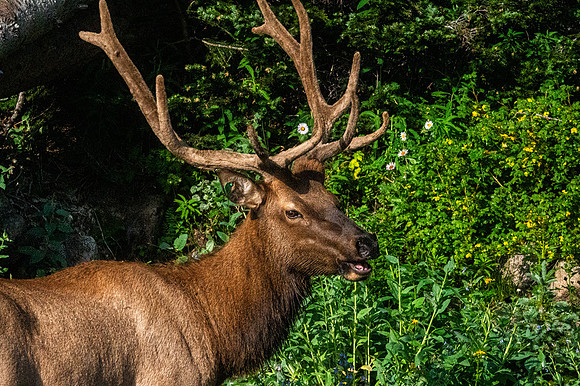 Elk Close Up