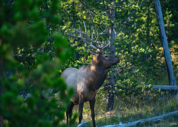 Beautiful Bull Elk