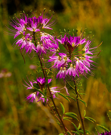 Bee Balm