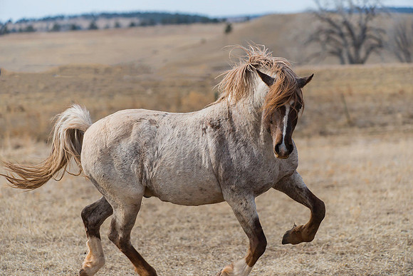 Prancing!