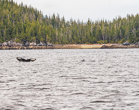 Humpback Whale Tail Markings