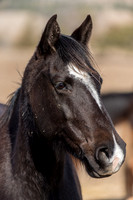 Pony Portrait