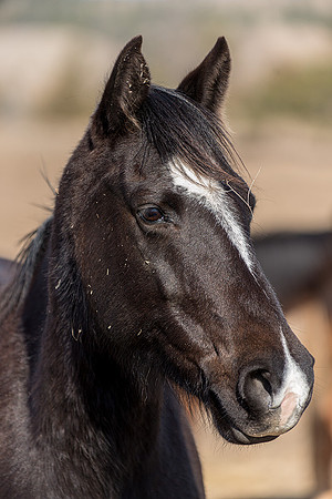 Pony Portrait