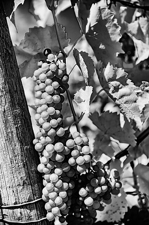 Vineyard Closeup