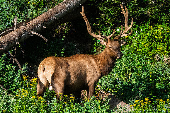 Rocky Mountain Bull Elk