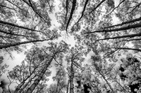 Aspens All Around