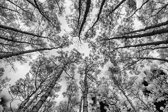Aspens All Around