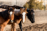 Three Young Ones