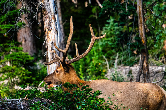 Bull Elk