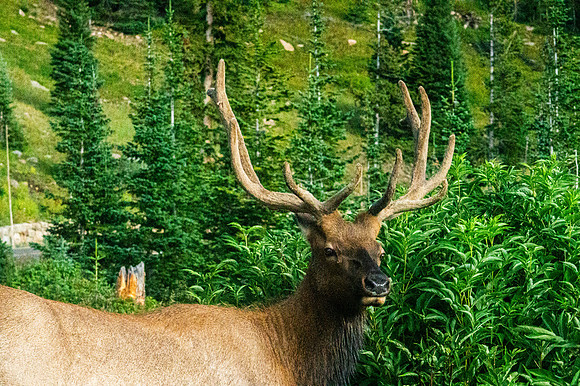 Bull Elk Eye to Eye