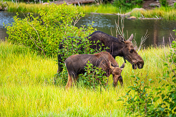 Mom and Calf Grazing