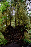 Giant Root Ball Nurse Tree