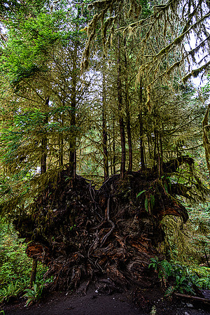 Giant Root Ball Nurse Tree