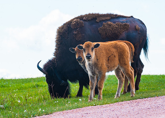Bison Calves