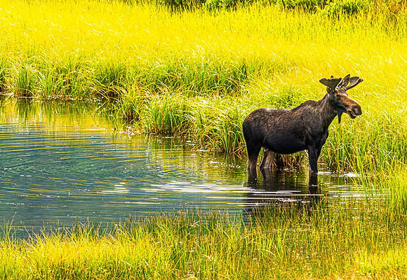 Bull Moose 1