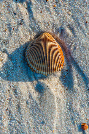 Seashells 1