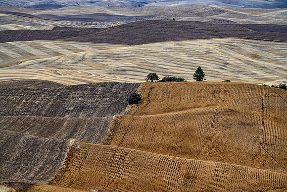 Post Harvest Patterns, Agri Art 1