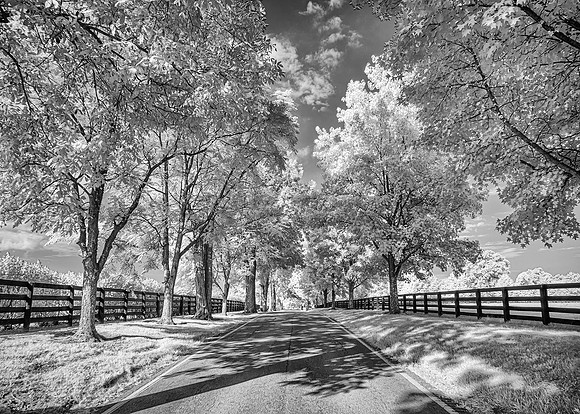 Black & White Beauty