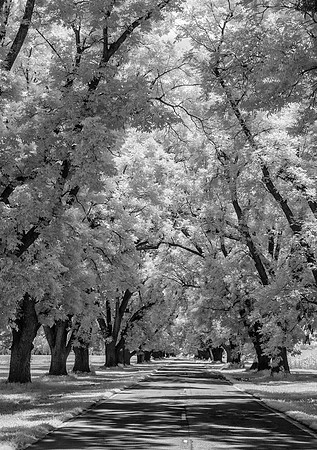 Country Canopy Vertical