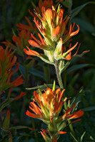 Scarlet Paintbrush