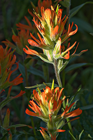 Scarlet Paintbrush