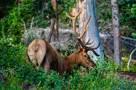 Elk Snack Time