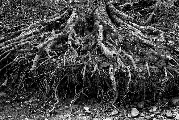 Roots Revealed