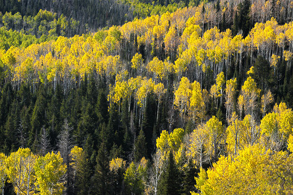 Aspen and Cedar Beauty