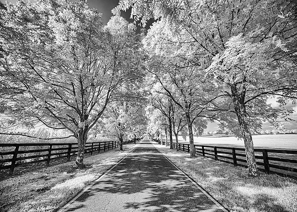 Blue Grass Country Canopy