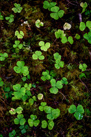 Clover Growth